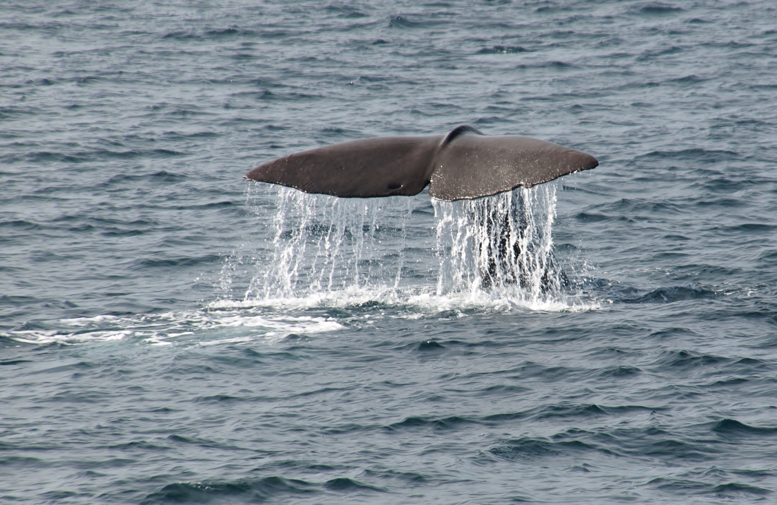 Iles Vesterålen, Andenes, Whale safari